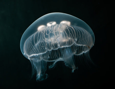 Aurelia aurita (also called the common jellyfish, moon jellyfish, moon jelly or saucer jelly) is a species of the family Ulmaridae.  Monterey Bay, California. Underwater.