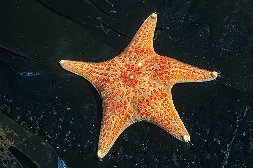 A closeup picture of a Horse star, Hippasteria phrygiana is a species of sea star, aka starfish, belonging to the family Norway