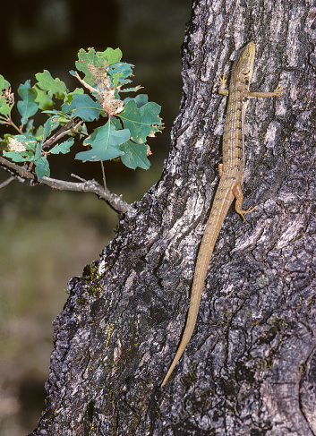 Northern Alligator Lizard (Elgaria coerulea) is a medium-sized lizard that occurs on the North American west coast. This lizard was formerly known under the scientific name of Gerrhonotus coeruleus but is nowadays classed as Elgaria coerulea. Pepperwood Preserve, Sonoma County, California.