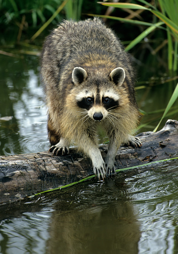Funny curious raccoon investigates bird feeders