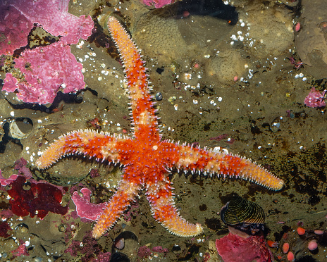 Rainbow Star, Orthasterias koehleri,  Monterey, California; Echinodermata; Asteroidea; Forcipulatida; Asteriidae