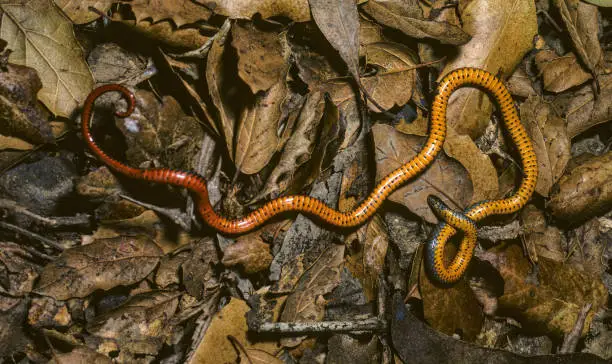 Photo of Diadophis punctatus, commonly known as the ringneck snake or ring-necked snake, is a species of colubrid snake. It is found throughout much of the United States, central Mexico, and south eastern Canada. Santa Rosa, California.