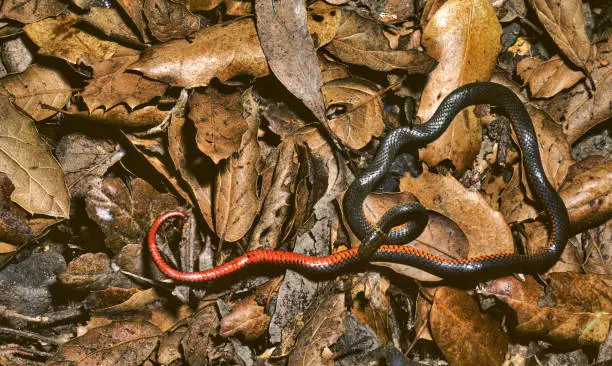 Photo of Diadophis punctatus, commonly known as the ringneck snake or ring-necked snake, is a species of colubrid snake. It is found throughout much of the United States, central Mexico, and south eastern Canada. Santa Rosa, California.