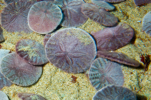 Sand Dollar, Dendraster excentricus, Monterey Bay Aquarium, Monterey, California: Echinodernata; Echinoidea; Clypeasteroida; Dendrasteridae