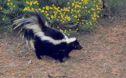 Striped Skunk, Mephitis mephitis, is an omnivorous mammal of the skunk family Mephitidae. Found over most of the North American continent north of Mexico, it is one of the best-known mammals in Canada and the United States. Kalispel, Montana