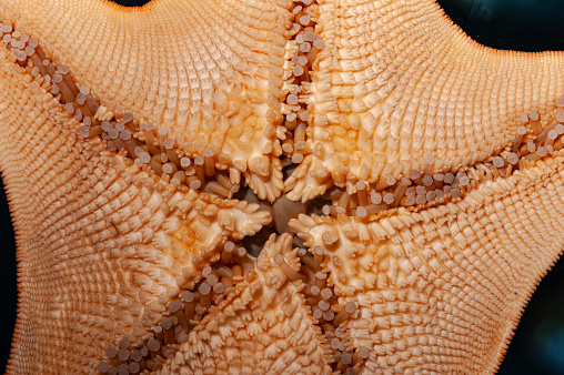Under surface of a Bat Star, Asterina miniata, Monterey County, California. Showing the rows of tube feet.