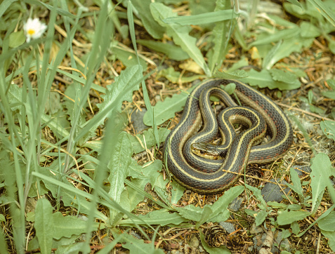 The Western terrestrial garter snake (Thamnophis elegans) is a species of colubrid snake found in Redwood National Park, California.