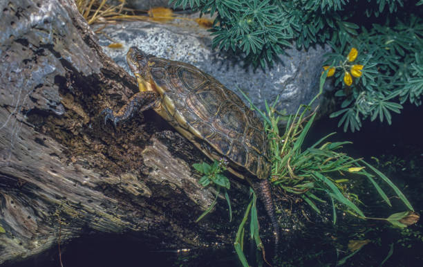 western pond turtle, clemmys marmorata, audubon mayacamas mountain sanctuary, sonoma county, california - marmorata imagens e fotografias de stock
