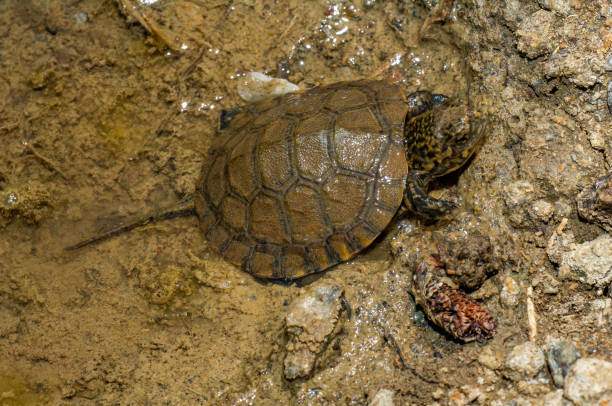 giovane tartaruga palustre occidentale, clemmys marmorata, audubon mayacamas mountain sanctuary, contea di sonoma, california - marmorata foto e immagini stock