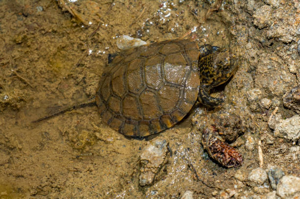 young western pond turtle, clemmys marmorata, audubon mayacamas mountain sanctuary, sonoma county, california - marmorata imagens e fotografias de stock