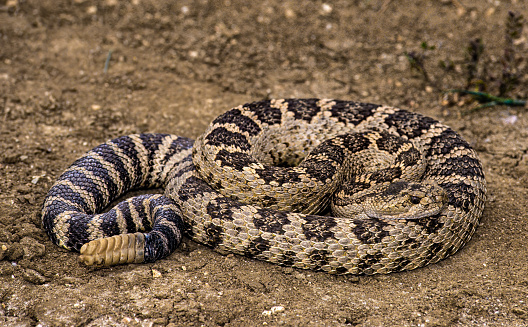 Nosed viper on a rock. Vipera ammodytes.