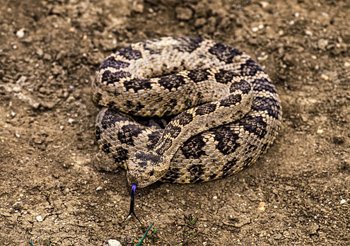 Crotalus oreganus, commonly known as the Western rattlesnake or northern Pacific rattlesnake, is a venomous pit viper species found in western North America from the Baja California Peninsula to the southern interior of British Columbia.  Sutter Buttes, California.