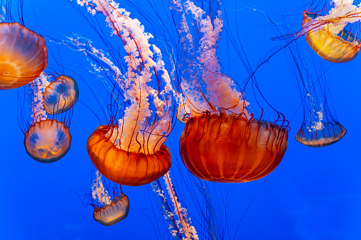 The Pacific sea nettle (Chrysaora fuscescens), or West Coast sea nettle, is a widespread planktonic scyphozoan cnidarianor medusa, jellyfish or jellythat lives in the northeastern Pacific Ocean.