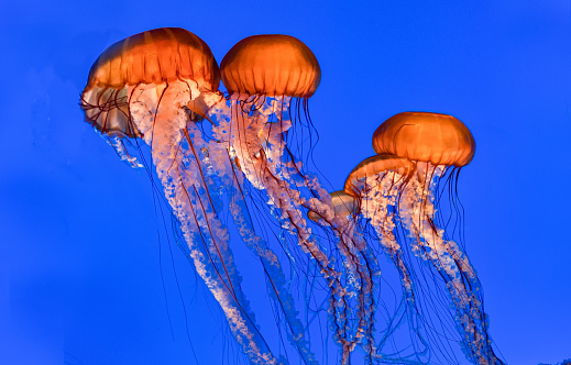 School of Nemo fish in a marine aquarium arranged with water plants and rocks.