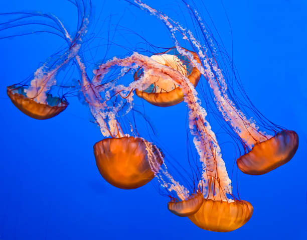 l'ortica di mare del pacifico (chrysaora fuscescens), o ortica di mare della costa occidentale, è uno scinfozoo planctonico cnidariano (o medusa, "medusa" o "medusa") che vive nell'oceano pacifico nord-orientale. - scyphozoan foto e immagini stock