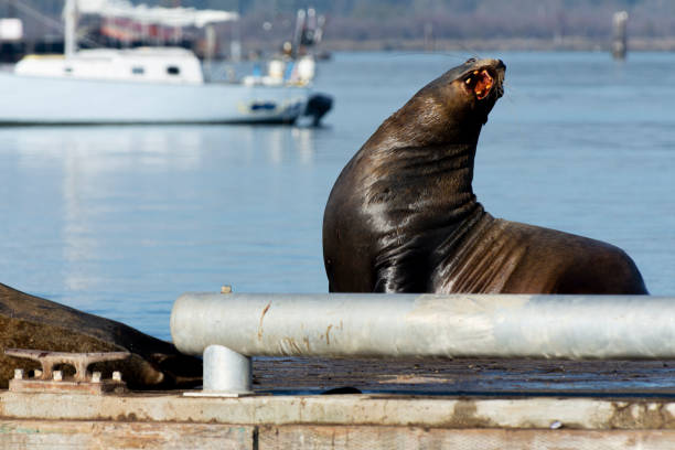 istock Yawning Sea Lion 1766104602