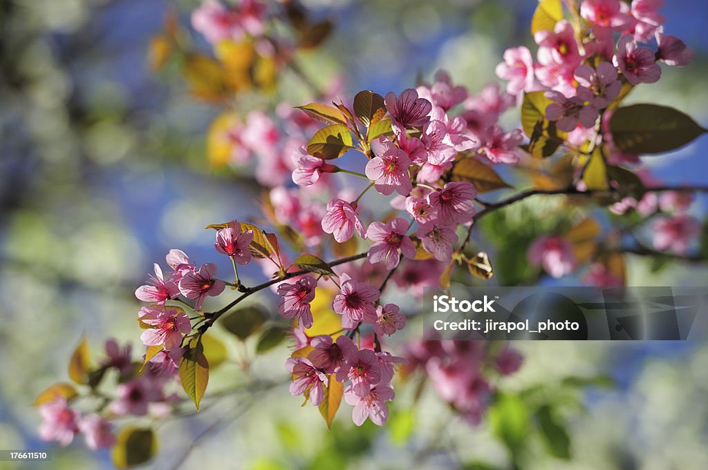 Flor de cerezo - Foto de stock de Aire libre libre de derechos