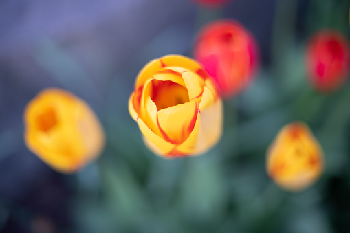 Top view of 5 colorful tulips with selective focus, showing petals, blurred flowers in the background