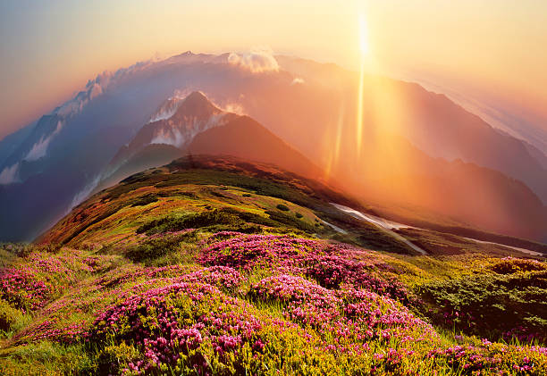 istock Rhododendrons, beautiful alpine flowers 176612267