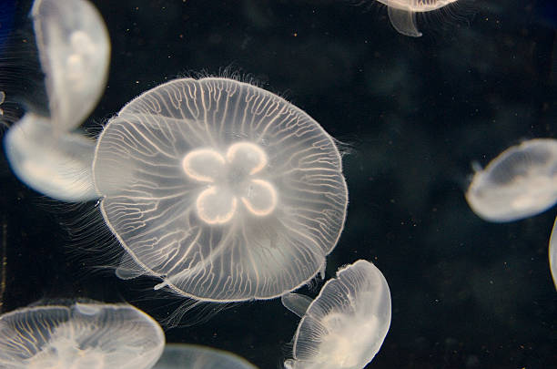 istock Jellyfish, Aurelia aurita, swimming 176612854