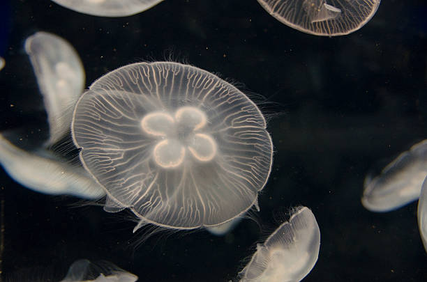 istock Jellyfish, Aurelia aurita, swimming 176612871