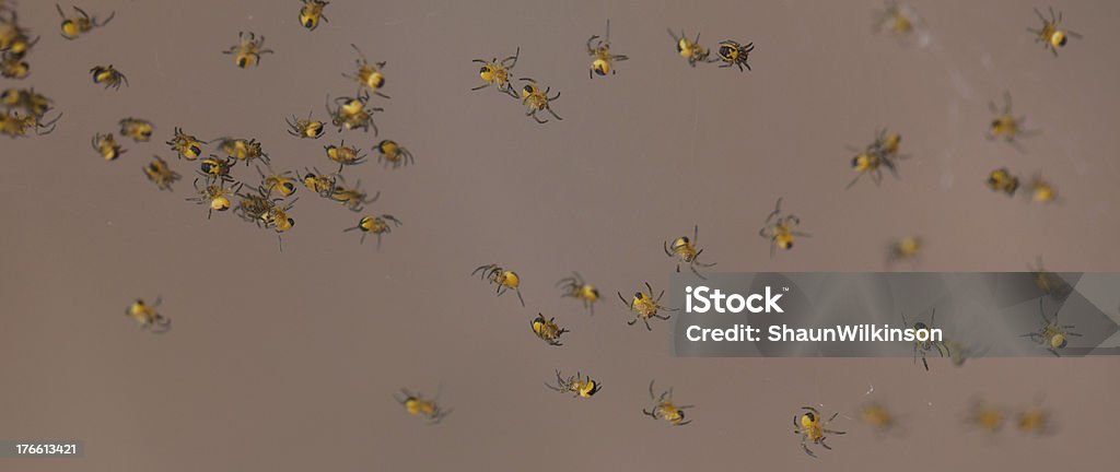 Viele spiders - Lizenzfrei Extreme Nahaufnahme Stock-Foto