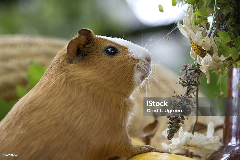 Guinea Meerschweinchen - Lizenzfrei Blume Stock-Foto