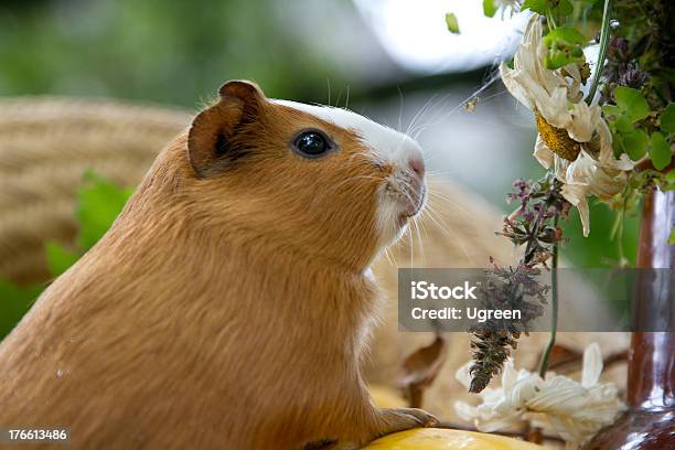 Guinea Meerschweinchen Stockfoto und mehr Bilder von Blume - Blume, Braun, Einzelne Blume