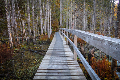 Wooden boardwalk leading to Smuggler Cove, located along the Sunshine Coast of British Columbia.