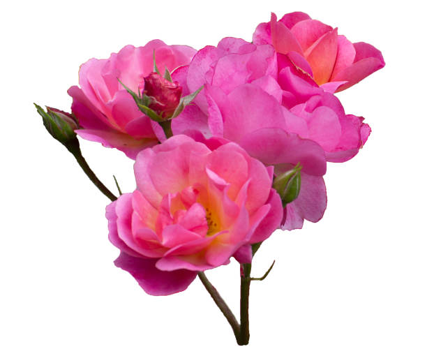 istock A twig of delicate pink roses on white background 1766143320