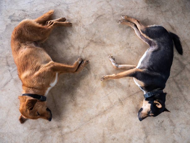 istock Brown Dog and Black Dog Lying Face to Face 1766147528