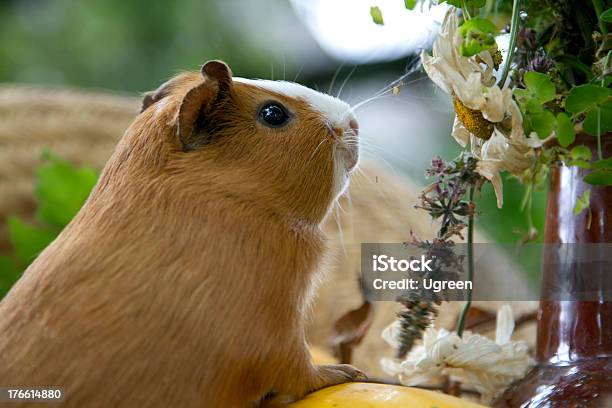 Foto de Porquinhodaíndia e mais fotos de stock de Abobrinha - Abobrinha, Abóbora, Amarelo