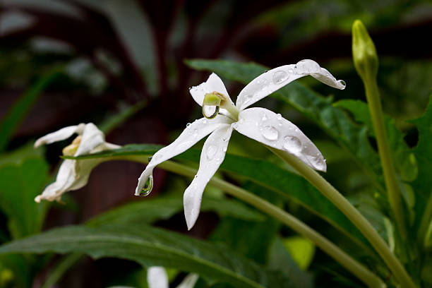 istock Jasmine flowers in a garden with  drops water 176614954
