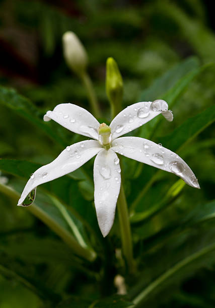 istock Jasmine flowers in a garden with  drops water 176615462
