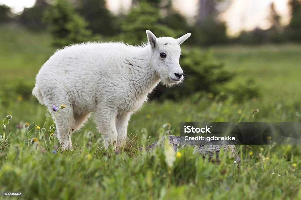 Bébé Chèvre de montagne - Photo de Glacier National Park libre de droits