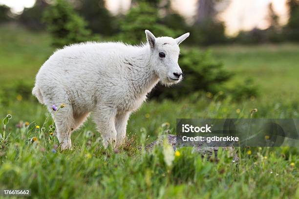 Photo libre de droit de Bébé Chèvre De Montagne banque d'images et plus d'images libres de droit de Glacier National Park - Glacier National Park, Mouton, Agneau - Animal