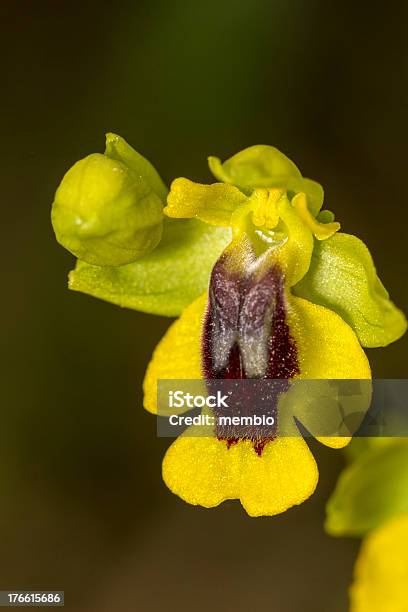 Foto de Abelha De Orquídeas Amarelas Flor e mais fotos de stock de Abelha - Abelha, Amarelo, Botânica - Assunto