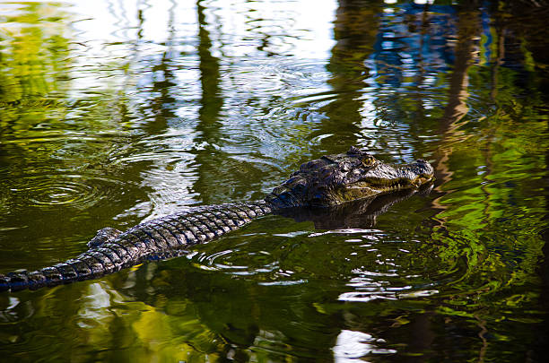 istock Spectacled Caiman Swimming 176615707
