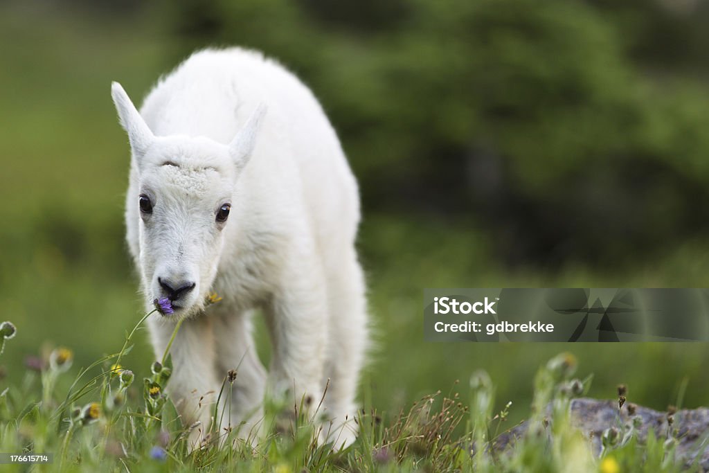 Chèvre de montagne Kid Brouter - Photo de Agneau - Animal libre de droits