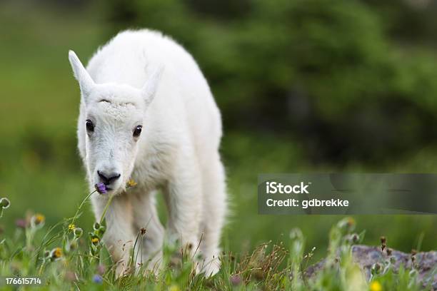 Photo libre de droit de Chèvre De Montagne Kid Brouter banque d'images et plus d'images libres de droit de Agneau - Animal - Agneau - Animal, Animal nouveau-né, Animaux à l'état sauvage