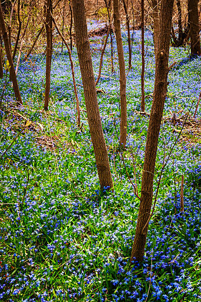 istock Spring meadow with blue flowers glory-of-the-snow 176615717