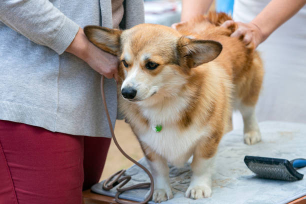 istock A Pembroke Welsh Corgi dog on grooming 1766159046