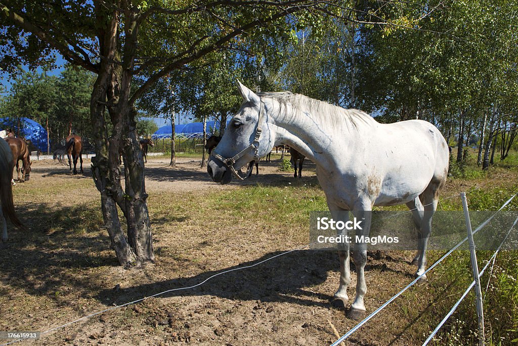 Cavallo bianco su pascolo - Foto stock royalty-free di Allerta