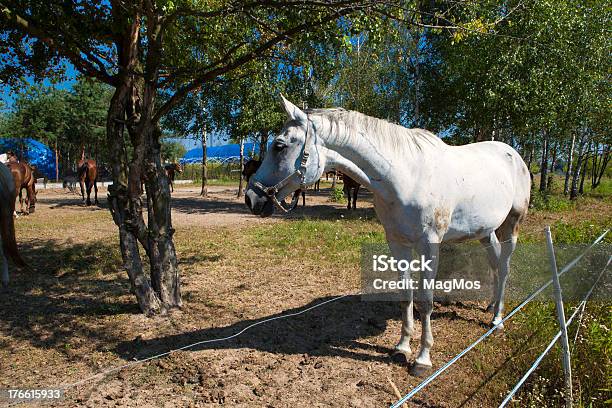 Cavallo Bianco Su Pascolo - Fotografie stock e altre immagini di Allerta - Allerta, Ambientazione esterna, Animale