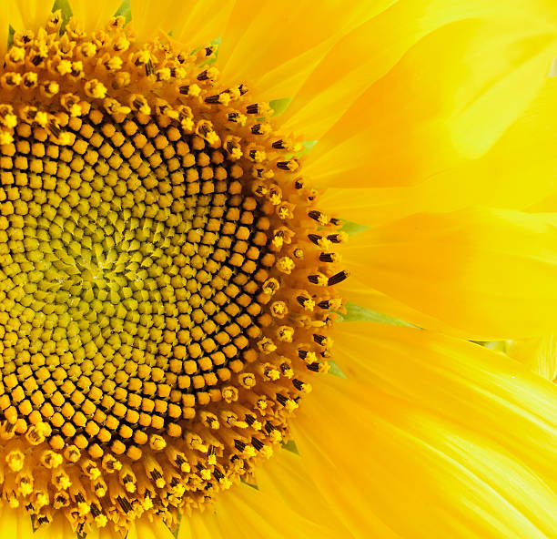 istock Closeup of sunflower 176616111