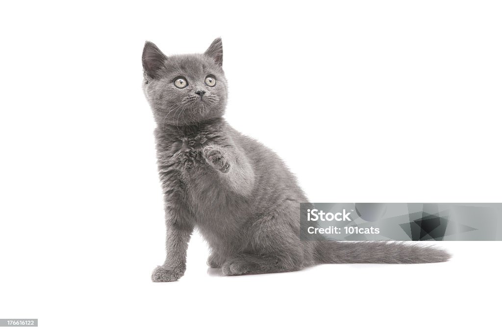 Beau chat - Photo de Animal vertébré libre de droits