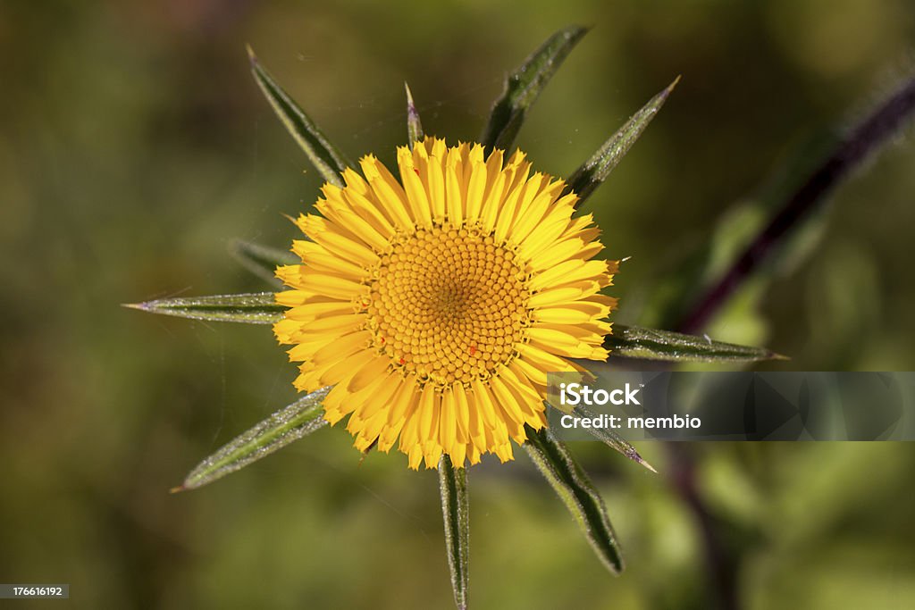 Starwort (Pallenis spinosa) flower. - Foto de stock de Amarillo - Color libre de derechos