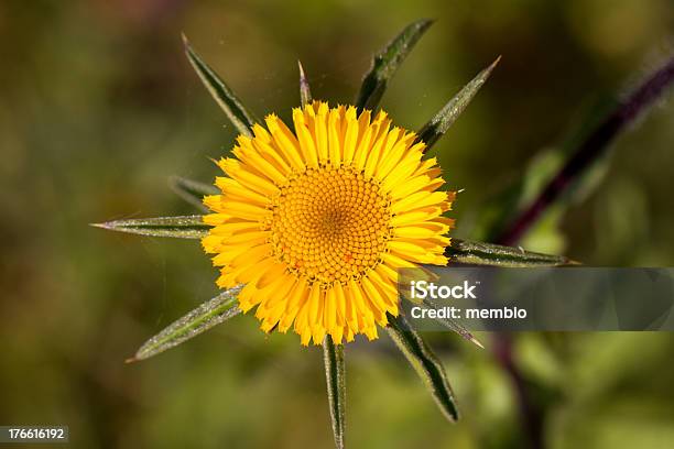 Starwort Flower Foto de stock y más banco de imágenes de Amarillo - Color - Amarillo - Color, Botánica, Cabeza de flor