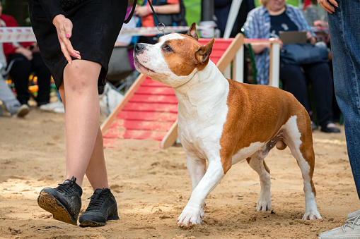 albino boxer puppy playing at park. Positive emotion and sunny good weather