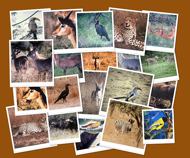 9,373 Wild Animals Collage Pics Stock Photos, Pictures & Royalty-Free Images - iStock 9,373 Wild Animals Collage Pics Stock Photos, Pictures & Royalty-Free Images - iStock